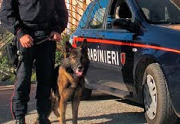 cani-antidroga-carabinieri.jpg