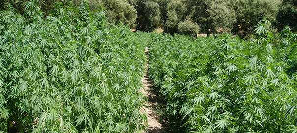 piantagione-di-marjuana.jpg