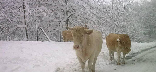 neve-mucche.jpg