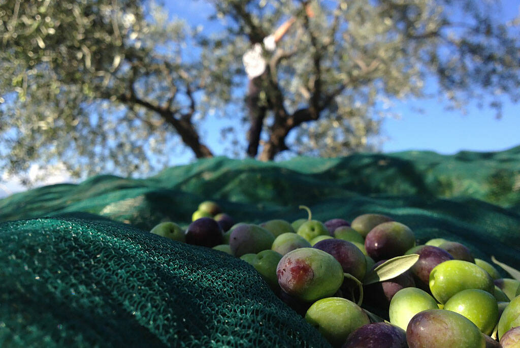 olive1.jpg