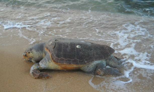 tartaruga-spiaggiata-2.jpg