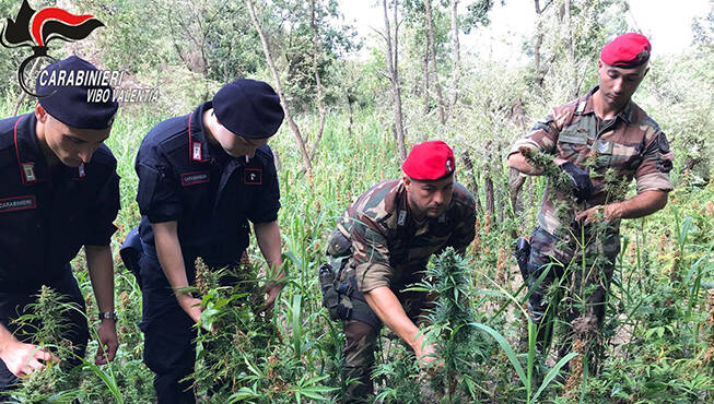 La piantagione di canapa indiana scoperta nel vibonese