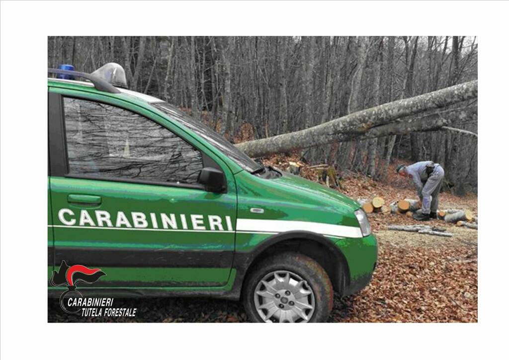 carabinieri forestali vibo