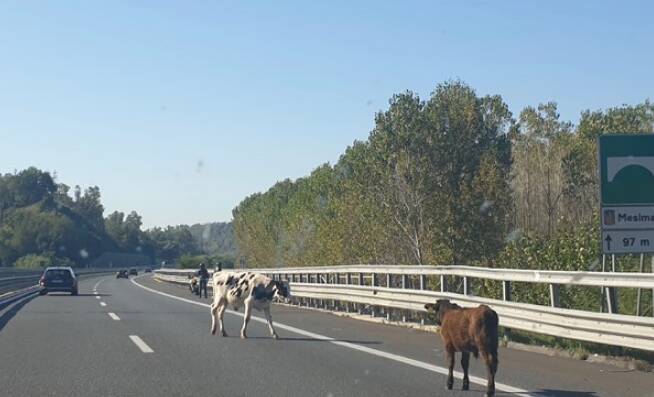 mucche in autostrada