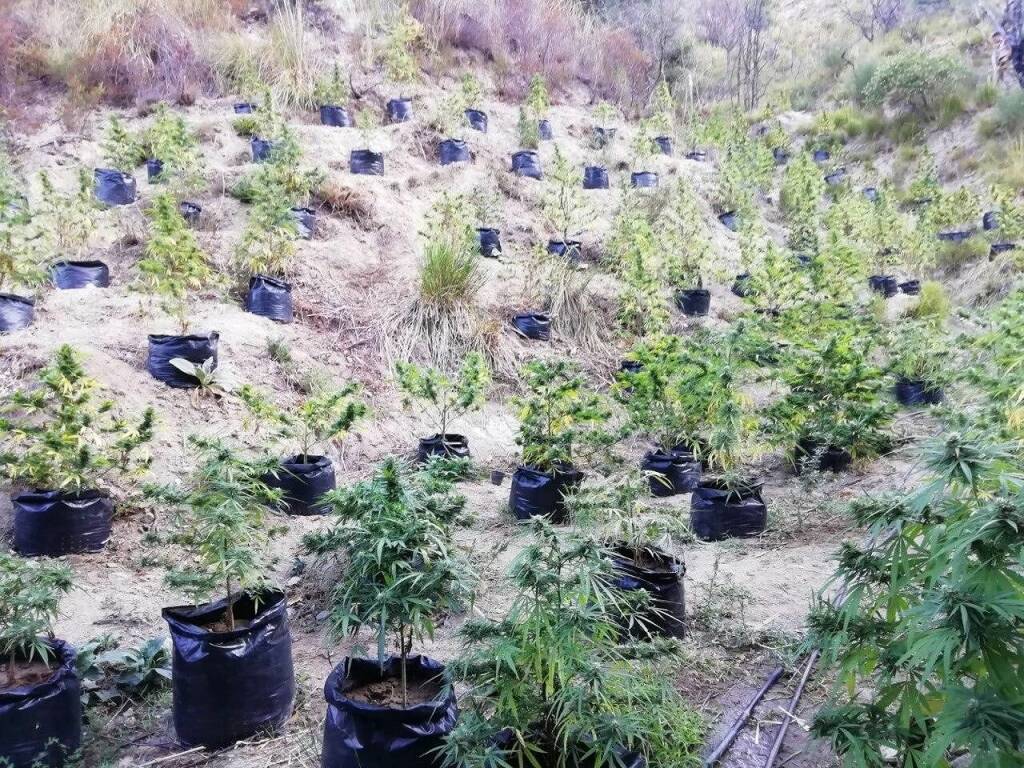 piantagione droga marijuana