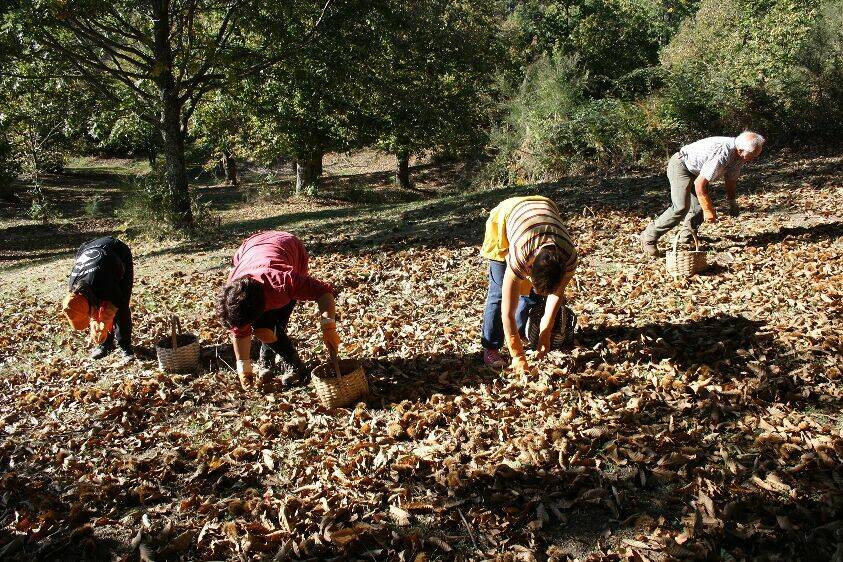 La raccolta delle Castagne