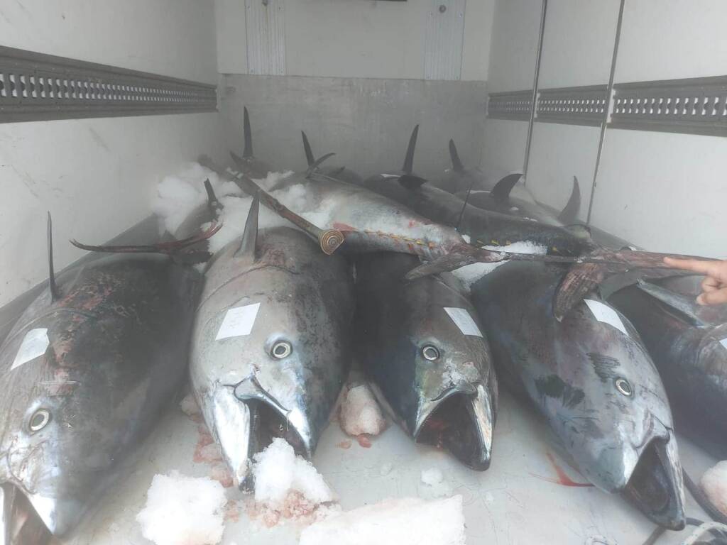 Sequestro tonno rosso